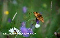 Schmetterlinge im Schwarzbachtal